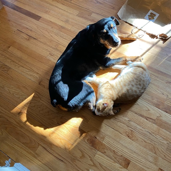 Meet your Posher, Nina - Picture 4 of 4